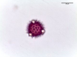 Coreopsis palmata, pollen