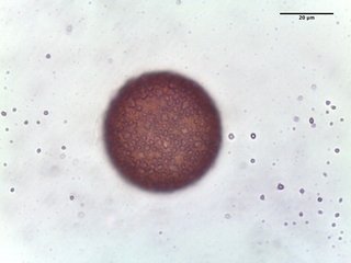 Edgeworthia papyrifera, pollen