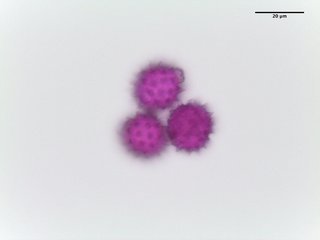 Eupatorium fistulosum, pollen