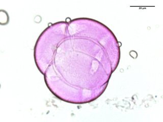 Gaylussacia brachycera, pollen