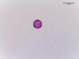 Hydrangea quercifolia, pollen