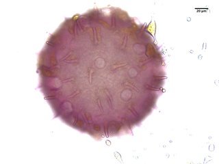 Abelmoschus esculentus, pollen
