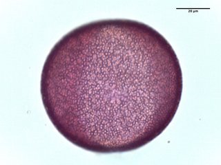 Asphodelus luteus, pollen