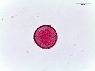 Cephalotaxus harringtonia, pollen