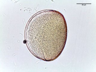 Hyacinthoides hispanica, pollen