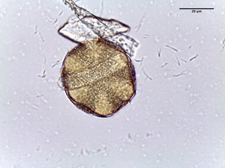 Lavandula officinalis, pollen