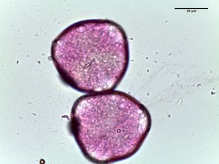 Prunus spp, pollen