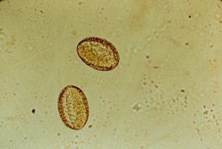 Brassica oleracea, pollen
