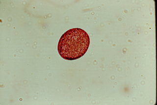 Callicarpa dichotoma, pollen