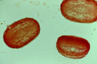 Echinops exaltatus, pollen