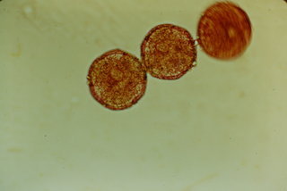 Helleborus niger, pollen