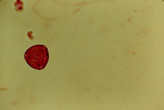 Prunus virginica, pollen