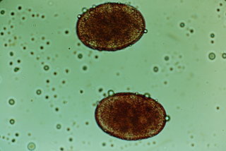 Salvia farinacea, pollen