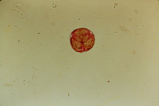 Viburnum rhytidophyllum, pollen