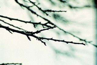 Prunus maritima