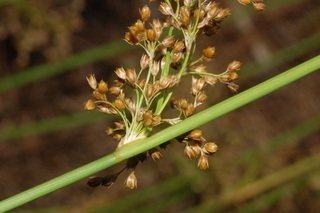 Nolina microcarpa, Bear Grass, inforescence