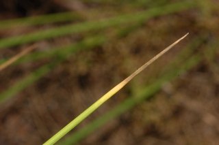 Nolina microcarpa, Bear Grass, leaf tip upper