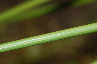 Nolina microcarpa, Bear Grass, leaf under