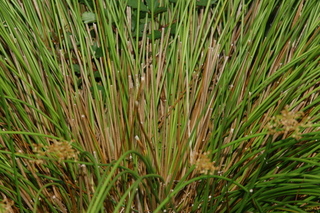 Nolina microcarpa, Bear Grass, plant