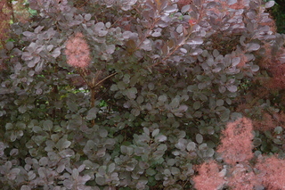Cotinus coggygria Velvet Cloak, Smokebush, plant