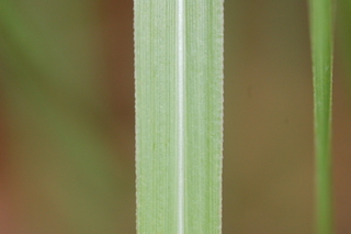 Muhlenbergia lindheimeri, Lindheimers Muhly, leaf upper