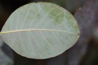 Cotinus coggygria Velvet Cloak, Smokebush, leaf under