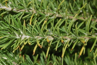 Rosmarinus officinalis, Rosemary, branching