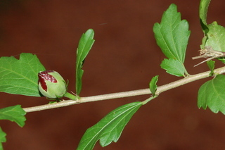Hibiscus syriacus, branching
