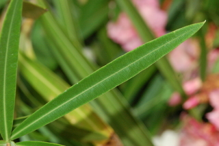 Nerium oleander, Oleander, leaf upper