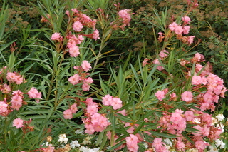 Nerium oleander, Oleander, plant