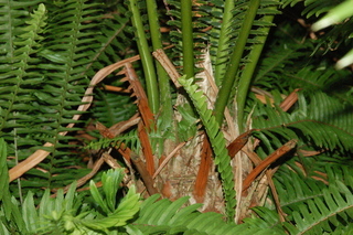 Dioon spinulosum, plant