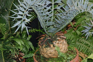 Encephalartos horridus, plant
