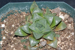 Haworthia mutica, asphodelaceae, plant