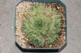 Haworthia cymbiformis, plant
