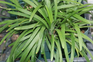 Ophiopogon japonicus, plant