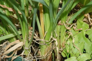 Allium tuberosum, base of plant