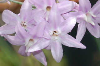 Allium tuberosum, flower