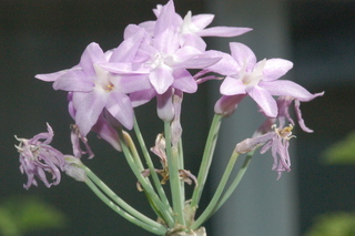 Allium tuberosum, inflorescence