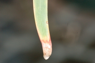 Allium tuberosum, leaf tip under