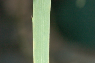 Allium tuberosum, leaf under