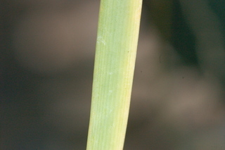 Allium tuberosum, leaf upper