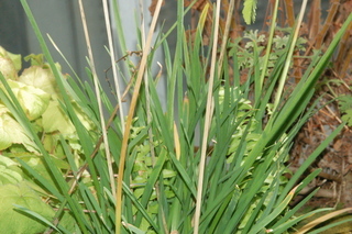 Allium tuberosum, plant