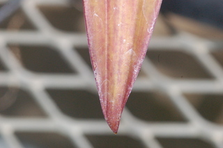 Tradescantia spathacea, leaf tip upper