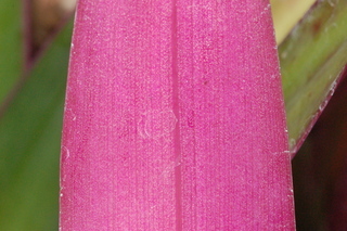 Tradescantia spathacea, leaf under