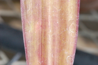 Tradescantia spathacea, leaf upper