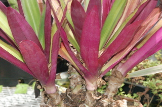 Tradescantia spathacea, plant