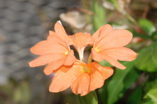 Crossandra infundibuliformis, Acanthaceae, inflorescence