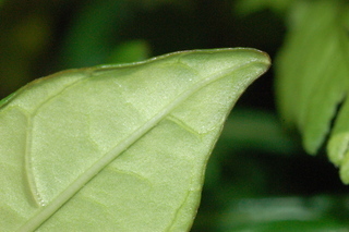 Crossandra infundibuliformis, Acanthaceae, leaf tip under