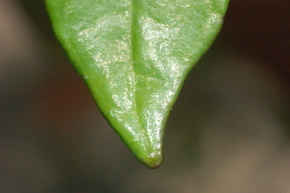 Crossandra infundibuliformis, Acanthaceae, leaf tip upper