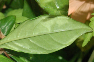 Crossandra infundibuliformis, Acanthaceae, leaf under